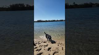 digga dog 🐕 at the beach⛱️2 [upl. by Norga]