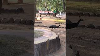 Peacocks🦚 At KBR park FULL Video👆 Jubilee hills Hyderabad shorts ytshorts peacock trending [upl. by Htebazil]