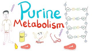 Purine Metabolism De Novo Salvage Degradation Uric Acid [upl. by Rains82]