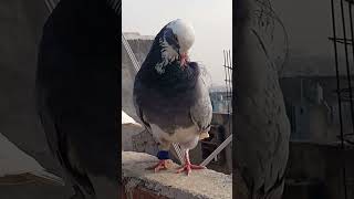 newsong punjabisong 🕊️🕊️💖💖💕pigeon pigeonbazz kabootar kabutarlove [upl. by Coralyn]