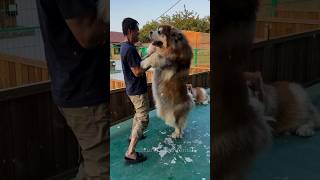 This Alaskan Husky Malamute Will Amaze The World 😬😱 shorts husky dog animals pets trending [upl. by Ittocs971]