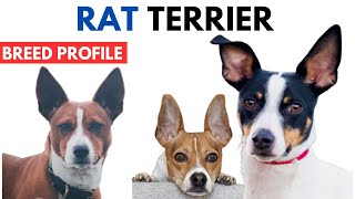 Rat Terrier Breed Profile History  Price  Traits  Rat Terrier Grooming Needs  Lifespan [upl. by Sterne53]