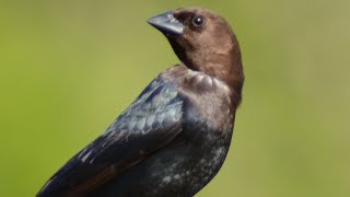 Brown headed cowbird call  song  sound [upl. by Kacy629]