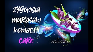 ZYGONISIA MURASAKIKOMACHI  CARE Guide  LECA amp SELF WATERING Set Up  CareCollab ninjaorchids [upl. by Enimzzaj]