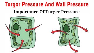 Turgor Pressure And Wall Pressure Lecture 7 In HindiUrdu [upl. by Ardnoel]