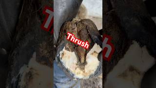 THRUSH medicated and HOOF shod with 3D pads farrier frog [upl. by Neffirg208]