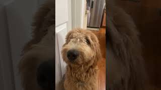 No cone to cone funnydog dog puppy goldendoodle doodle [upl. by Rehpotsrihc593]