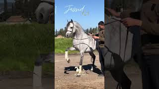 Jassid ka خيل [upl. by Yr]