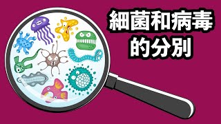 細菌和病毒有什麼分別？ The Difference between Bacteria and Viruses [upl. by Godiva]