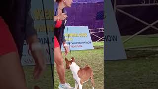 Basenji Dog Show shorts dogshow basenjidog [upl. by Anwaf46]