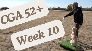 Cornerstone Gundog Academy  Week 10  Gundog Training [upl. by Amairam]