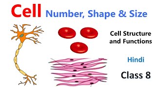 Cells  Numbers Shape amp Size  Cell  Structure and Functions  Class 8 Science Chapter  Biology [upl. by Ahseekat]