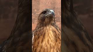 Red tailed hawk in Moab Utah falconry [upl. by Eceinert]