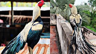 Parrot Beak Long Tail Aseel rooster [upl. by Ardelis]