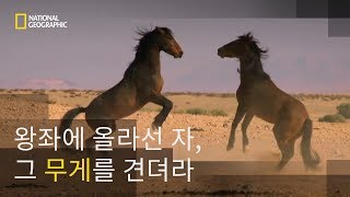 짝짓기 권한을 놓고 벌이는 말의 사투 [upl. by Julis]