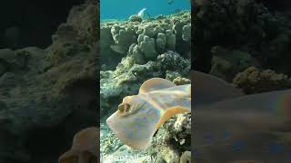 Odd yellowish eyes on Bluespotted ribbontail ray RedSeaBit [upl. by Dunning]