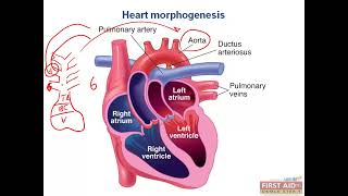 Heart Morphogenesis CVS embryology video part 3 from USMLE First Aid Step one [upl. by Allerim385]