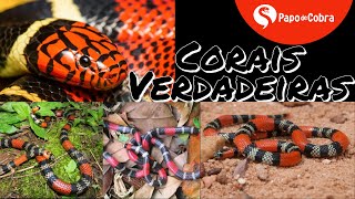 Corais verdadeiras  os padrões de cor  Papo de Cobra [upl. by Phillis]