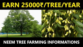 Neem Tree Farming  Agricultural and Health Benefits of Neem Tree [upl. by Liakim]