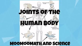 Joints in Human Body [upl. by Oine574]