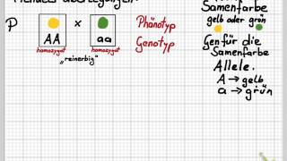 Mendelsche Regeln [upl. by Triny]