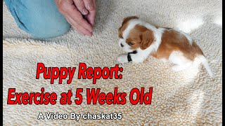 Puppy Report Exercise at 5 Weeks Old [upl. by Yentruocal907]