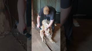 The Shearers Post How to Crutch or Dag your own Sheep using an Electric Clipper Handpiece Shearing [upl. by Tewfik880]