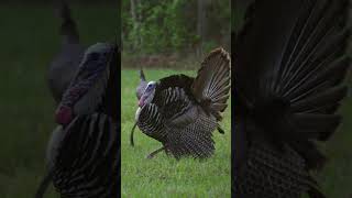 Classic Florida Osceola Turkey [upl. by Hannah]