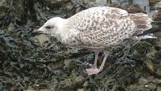 Herring Gull Larus argentatus Landtong Rozenburg ZH the Netherlands 10 Nov 2024 79 [upl. by Llewop]