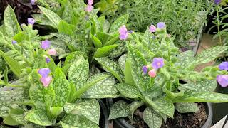 Pulmonaria Twinkle Toes Lungwort  Shade Perennial Small BluePink flowers amp Spotted Foliage [upl. by Valdis]