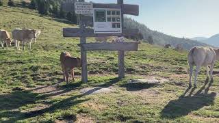 Col dAspin aspin vaches pyrenees pirineos [upl. by Alisha121]