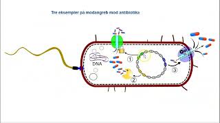Resistente bakterier [upl. by Aisatsanna]