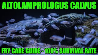 Your complete Altolamprologus calvus  compressiceps Fry Care Guide [upl. by Ahseram]