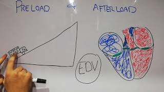 CVS physiology lecture 11  PRELOAD vs AFTERLOAD [upl. by Atinihs]