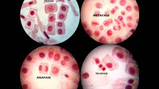 MITOSIS PRÁCTICA DE LABORATORIO [upl. by Witcher638]