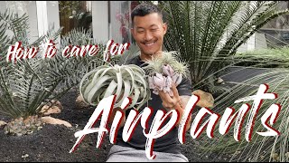 Tillandsia  Airplants care and propagation [upl. by Odnala]