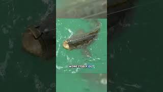 Epic Battle with a Giant Fish at Floridas Famous fishing seafood fish [upl. by Ahsikar]