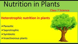 Nutrition in plants  Mode of nutrition  Heterotrophic Nutrition  Class 7 Science  2020 [upl. by Onofredo]