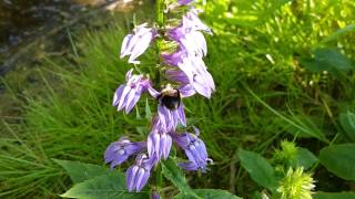 😍 Great Blue Lobelia and Its Pollinator [upl. by Enelime497]