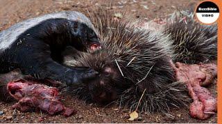 Porcupine Vs Honey Badger  Can Quills Save The Porcupine [upl. by Nichols]