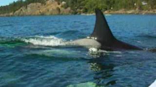 Kayaking with Killer Whales in the San Juan Islands [upl. by Aldarcy673]