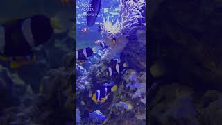 I was zoning out while looking at the beautiful coral reefs and fishshorts asmrsounds asmrvideo [upl. by Tiffanie756]