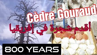 Cédre Gouraud Azrou أقدم شجرة في إفريقيا [upl. by Nerraw]