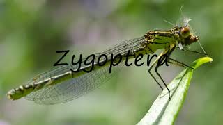 How to Pronounce Zygoptera [upl. by Clayborne]