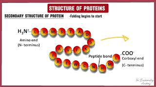 3 Structure of Proteins  Amino Acid Chemistry  The Biochemistry Academy [upl. by Higbee]