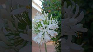 Agapanthus praecox getty white agapanto blanco lasplantasdeteresa flores plants flowers [upl. by Ameg]