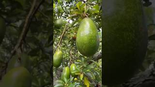 Avocado plant and fruit  garden fruit plants nature shortvideo [upl. by Chavaree]