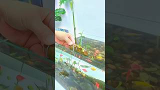 Ginger Fish Tank Trick for Healthy Fish [upl. by Craven721]