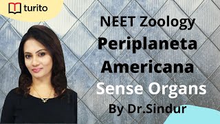 Periplaneta Americana7  Sense Organs Of Cockroach  NEET Zoology  Class XI  DrSindur [upl. by Akered406]