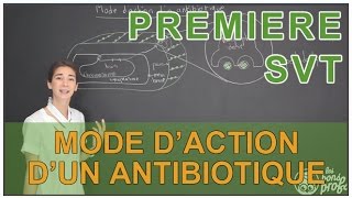 Mode daction dun antibiotique  SVT  1ère  Les Bons Profs [upl. by Ennayr894]